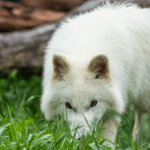 Colossal’s Dire Wolf Pack Is Finally One